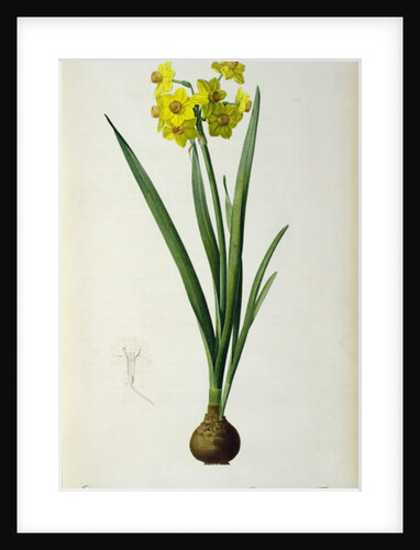 Narcissus Lazetta by Pierre Joseph Redouté