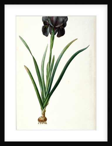 Iris Luxiana by Pierre Joseph Redouté