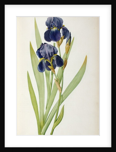 Iris Germanica by Pierre-Joseph Redouté