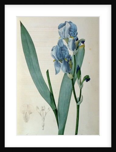Iris Pallida by Pierre Joseph Redouté