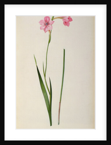Gladiolus Hirsulus by Pierre Joseph Redouté