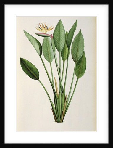 Strelitzia Reginae by Pierre Joseph Redouté
