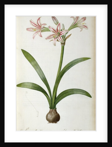 Amaryllis Vittata, from `Les Liliacees' by Pierre Redoute, 8 volumes, published 1805-16 by Pierre-Joseph Redouté