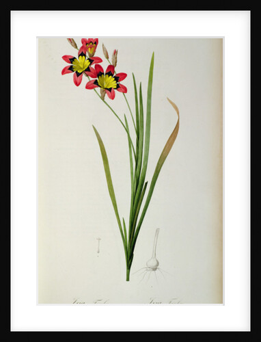 Ixia Tricolor, from `Les Liliacees', 1805 by Pierre-Joseph Redouté