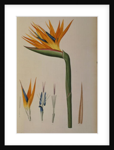 Strelitzia Reginae by Pierre-Joseph Redouté