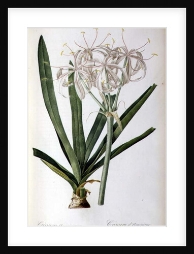 Crinum Americanum, from `Les Liliacees', 1805-16 by Pierre-Joseph Redouté