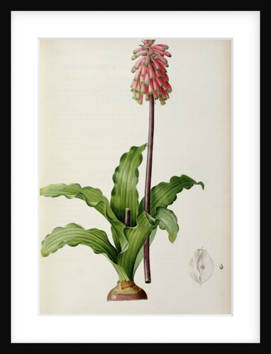 Veltheimia Capensis by Pierre Joseph Redouté