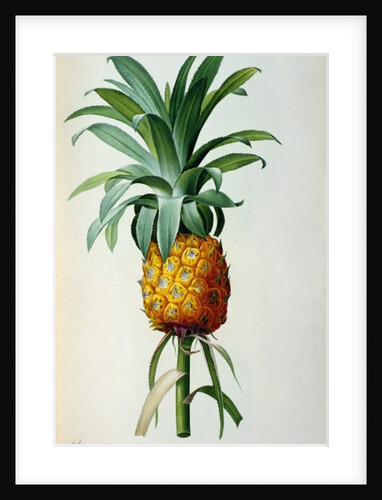 Bromelia Ananas by Pierre Joseph Redouté