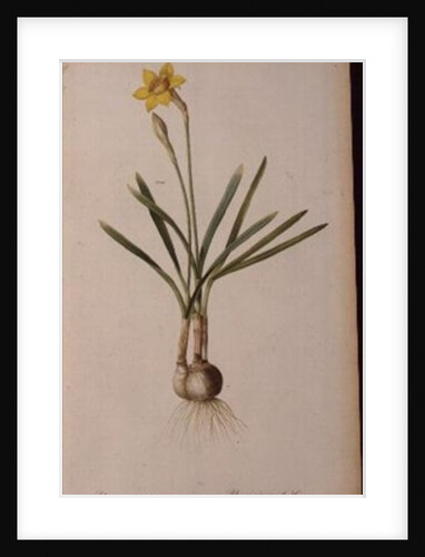 Narcissus Gouani by Pierre Joseph Redouté