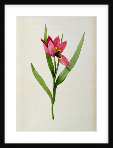 Tulipa oculus-solis by Pierre-Joseph Redouté