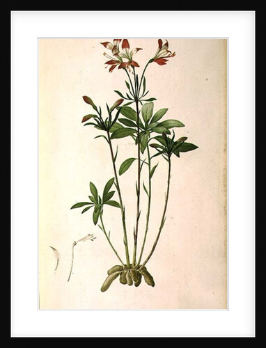 Alstraemeria Ligtu by Pierre Joseph Redouté