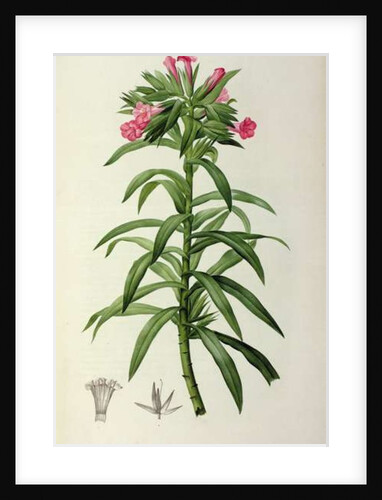 Echium Grandiflorum by Pierre-Joseph Redouté