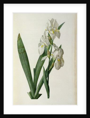 Iris Florentina, from `Les Liliacees', 1805 by Pierre-Joseph Redouté