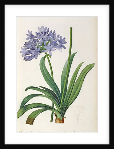 Agapanthus umbrellatus, from `Les Liliacees' by Pierre Redoute, 8 volumes, published 1805-16 by Pierre-Joseph Redouté