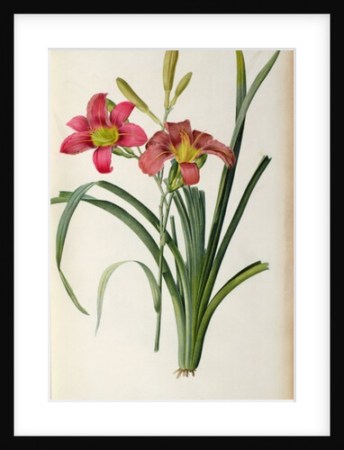 Hemerocallis fulva by Pierre-Joseph Redouté