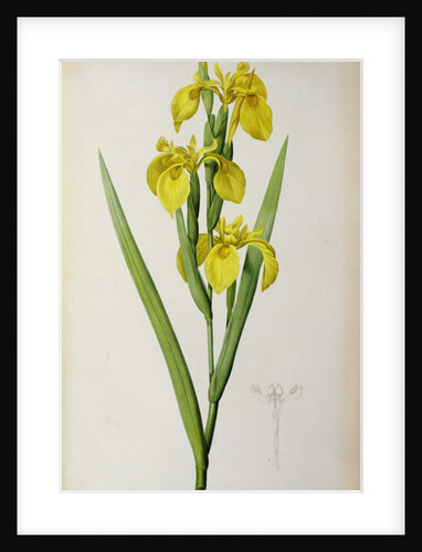 Iris Pseudacorus by Pierre Joseph Redouté