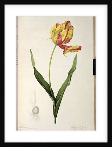 Tulipa gesneriana dracontia by Pierre-Joseph Redouté