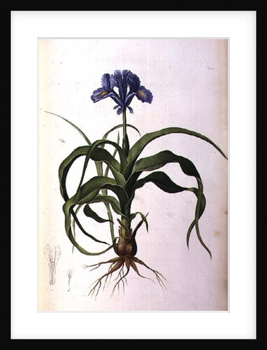 Iris Scorpioides by Pierre-Joseph Redouté