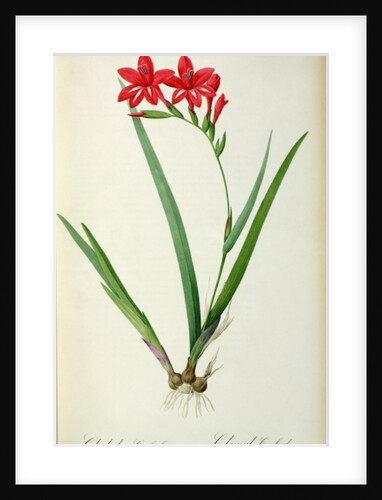 Gladiolus Cardinalis, from `Les Liliacees', 1805 by Pierre-Joseph Redouté
