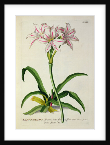 Lilio-Narcissus, Africanus by Pierre-Joseph Redouté