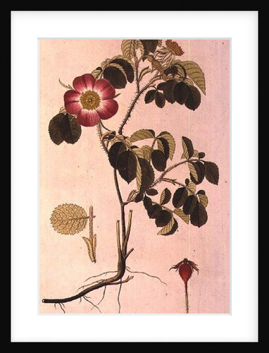 Rosa Pumila by Pierre Joseph Redouté