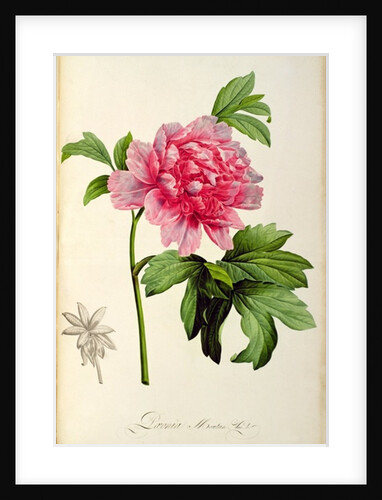 Paeonia Moutan, c.1799 by Pierre Joseph Redouté
