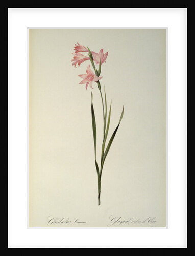 Gladiolus Carneus by Pierre Joseph Redouté