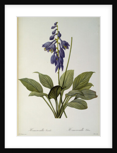 Hemerocallis Caerulea by Pierre Joseph Redouté