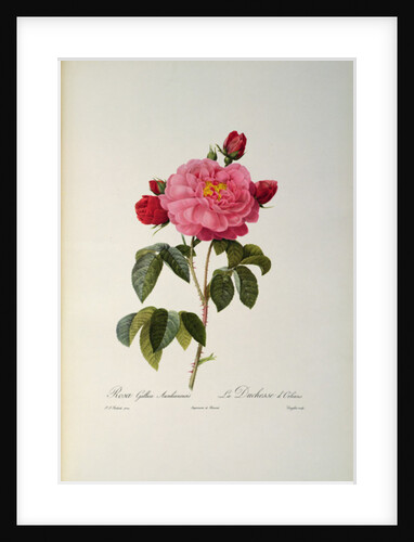 Rosa Gallica Aurelianensis or the Duchess of Orleans from, 'Les Roses', 1821 by Pierre Joseph Redouté