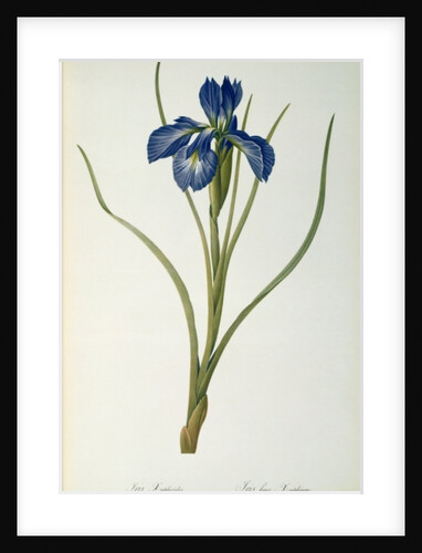 Iris Xyphioides by Pierre-Joseph Redouté