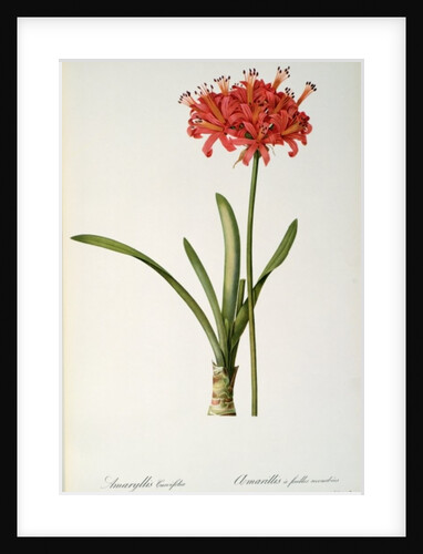 Amaryllis Curvifolia, 1809 by Pierre Joseph Redouté