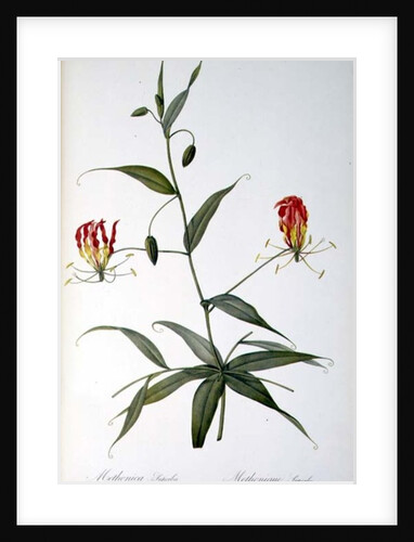 Methonica Superba by Pierre Joseph Redouté