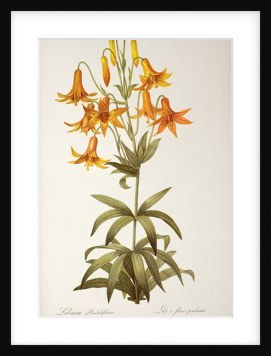 Lilium Penduliflorum by Pierre Joseph Redouté
