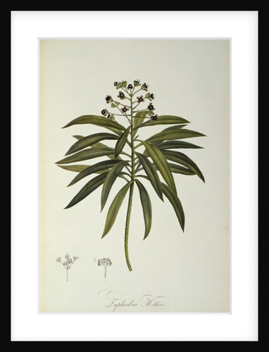 Euphorbia Mellifera by Pierre-Joseph Redouté