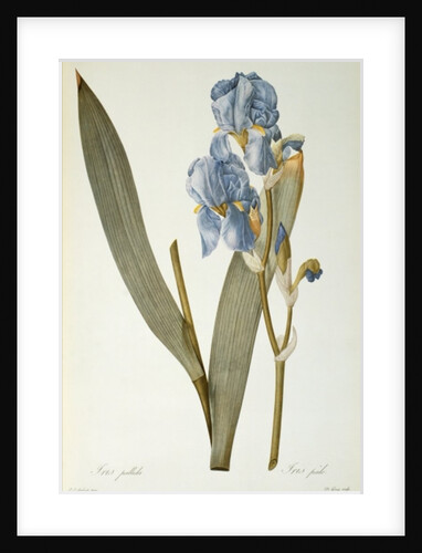 Iris Pallida, from `Les Liliacees', 1812 by Pierre-Joseph Redouté