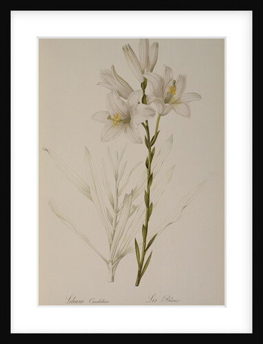 Lilium Candidum by Pierre Joseph Redouté