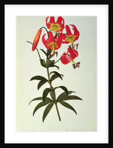 Lilium Superbum by Pierre Joseph Redouté