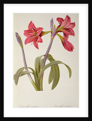 Amaryllis Brasiliensis by Pierre Joseph Redouté