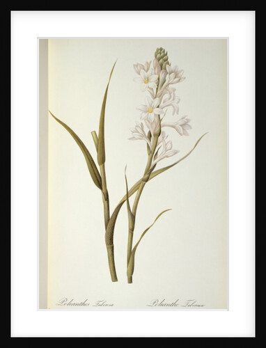Polianthes Tuberosa by Pierre Joseph Redouté