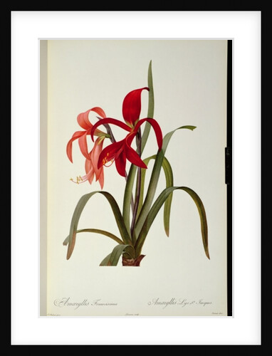 Amaryllis Formosissima, 1808 by Pierre-Joseph Redouté