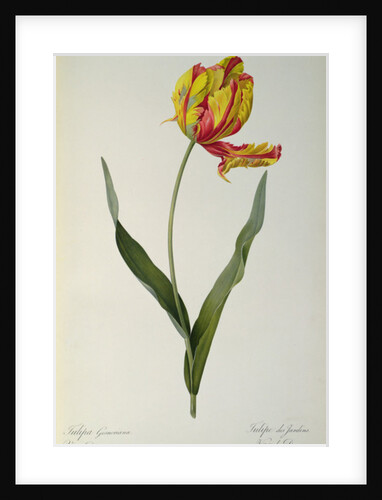 Tulipa gesneriana dracontia by Pierre-Joseph Redouté