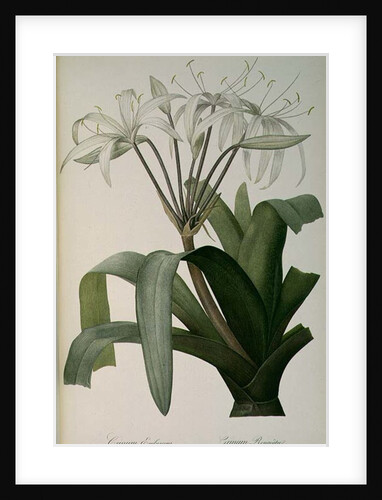 Crinum Erubescens or Crinum Rougeatre by Pierre Joseph Redouté