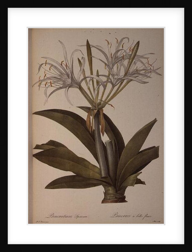 Pancratium speciosum by Pierre Joseph Redoute