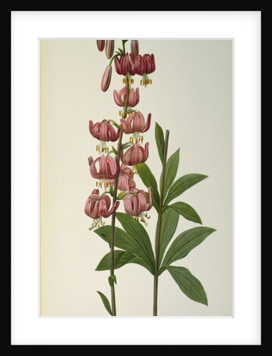 Lilium Martagon by Pierre-Joseph Redouté