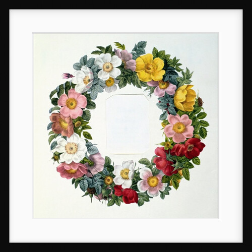 Wreath of Roses, Frontispiece for 'Les Roses', 1817 by Pierre Joseph Redouté