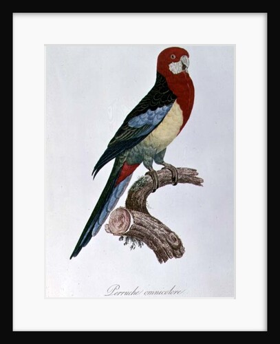 Omnicoloured Parakeet by Jacques Barraband