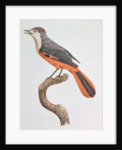 Orange Jay by Jacques Barraband