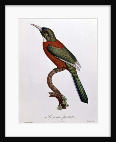 Great Jacamar by Jacques (after) Barraband