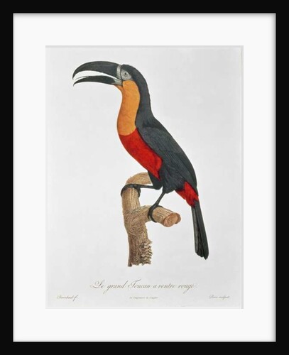 Toucan: Great Red-Bellied by Jacques Barraband by Jacques Barraband