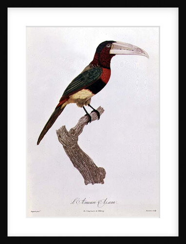 Azara Aracari by Jacques Barraband